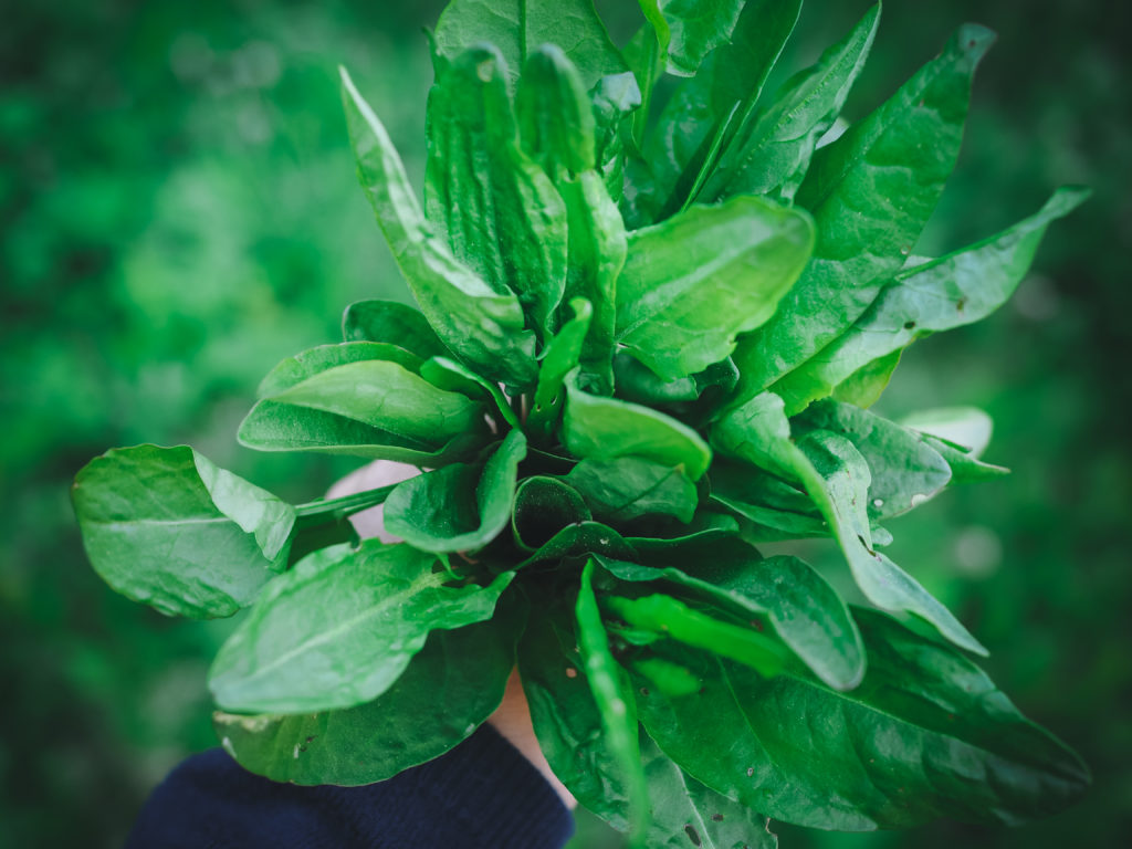 Common Sorrel