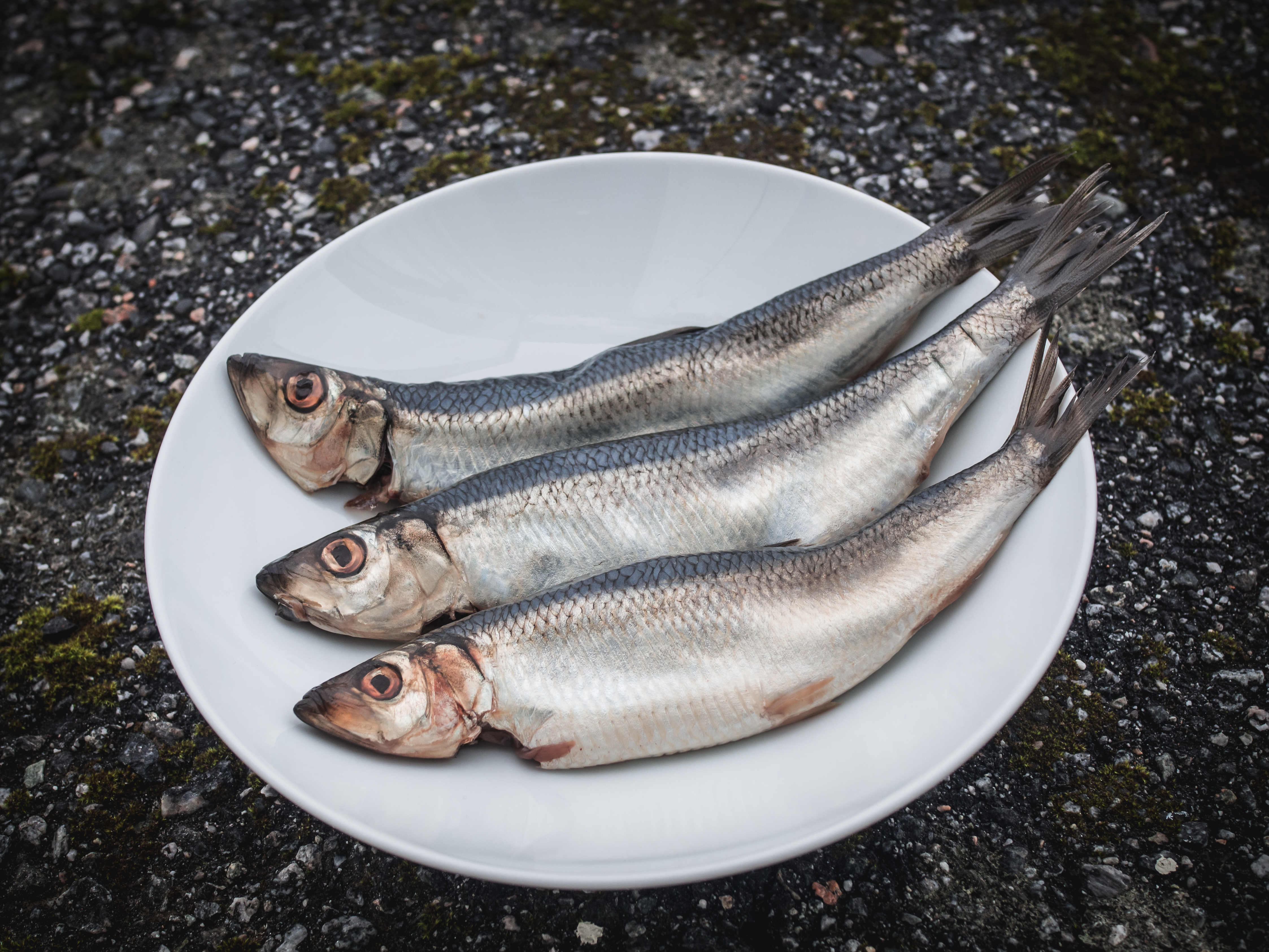 Herring: Juvik Sild