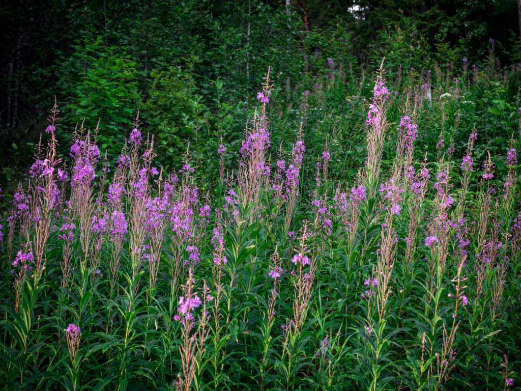 Fireweed (Geitrams)