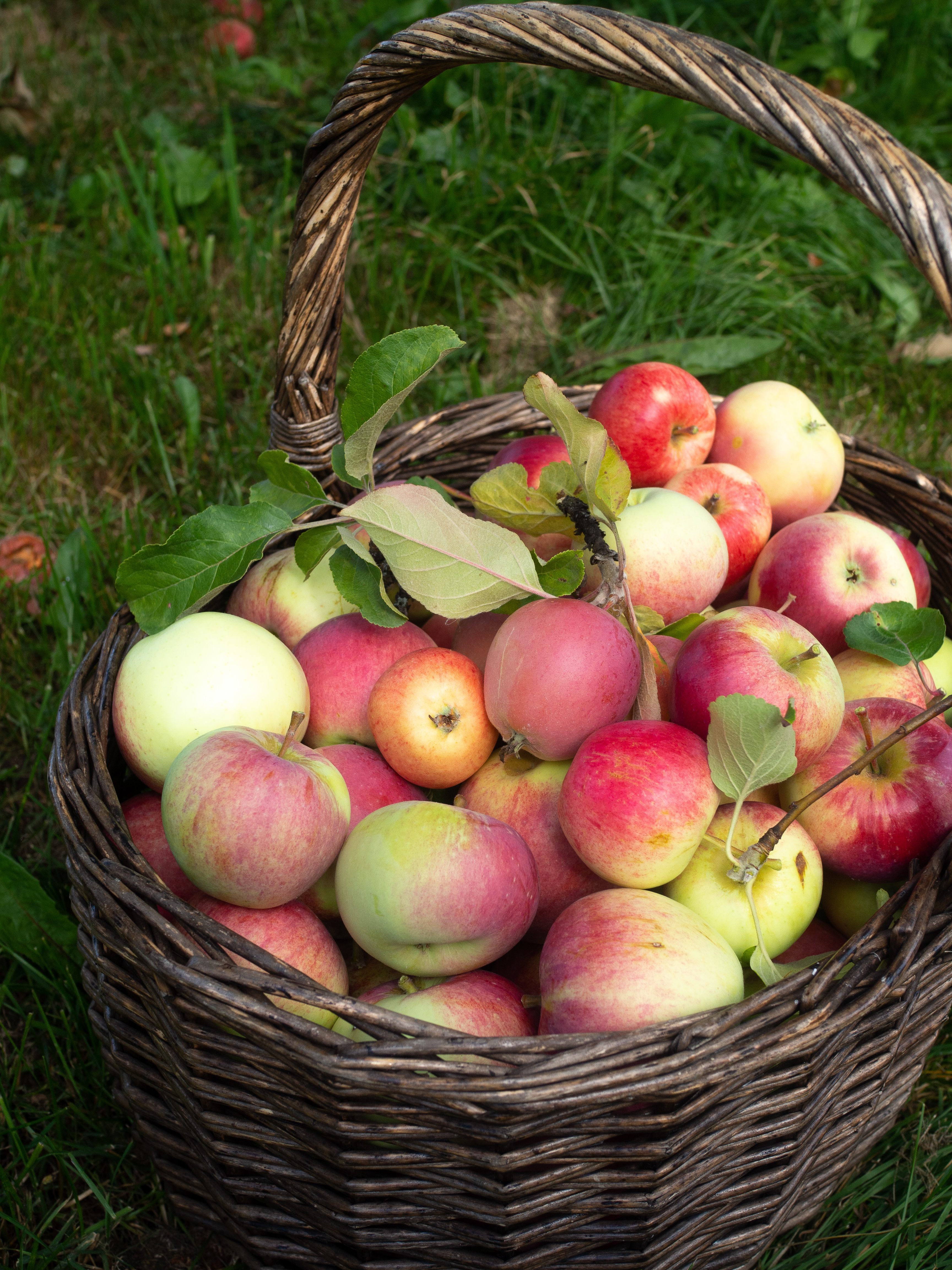 Potato Tarts with Spiced Stewed Apples (potet-terte)